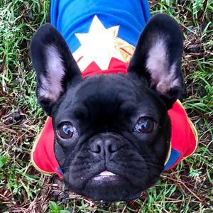 Meet your Posher, Joy